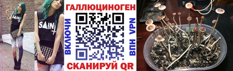 Псилоцибиновые грибы Cubensis  Купить закладки  Полярные Зори 